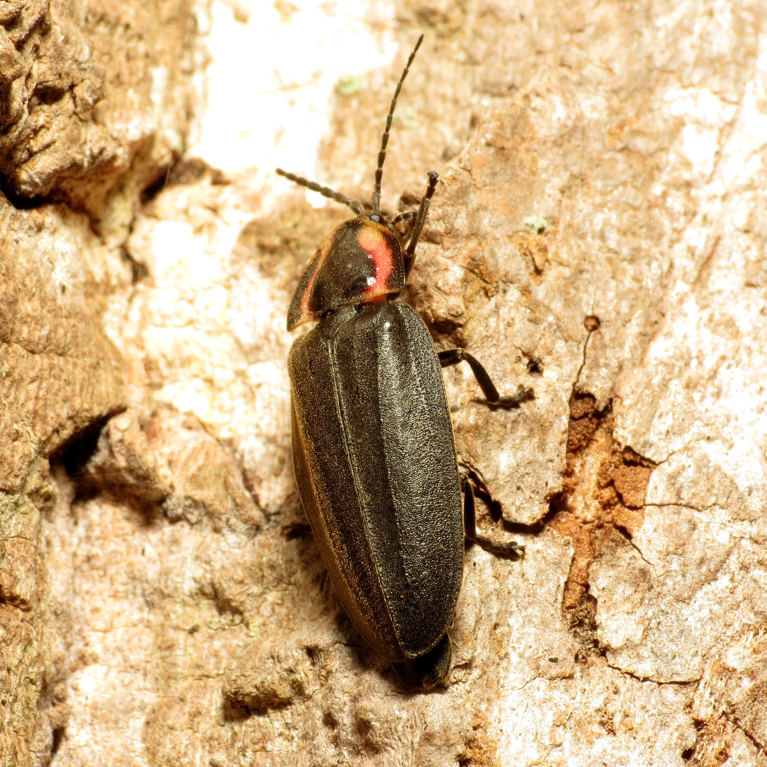 Image of Winter Firefly