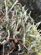 Image of Cladonia macilenta