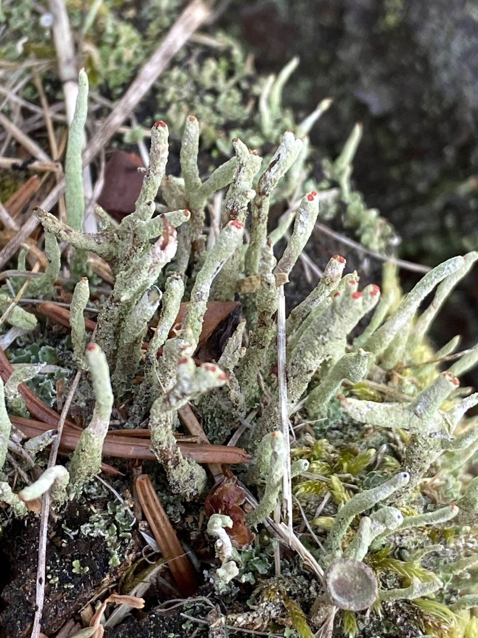 Image of Cladonia macilenta