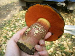 Image of Neoboletus luridiformis (Rostk.) Gelardi, Simonini & Vizzini 2014