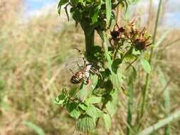 Image of spotted St. Johnswort