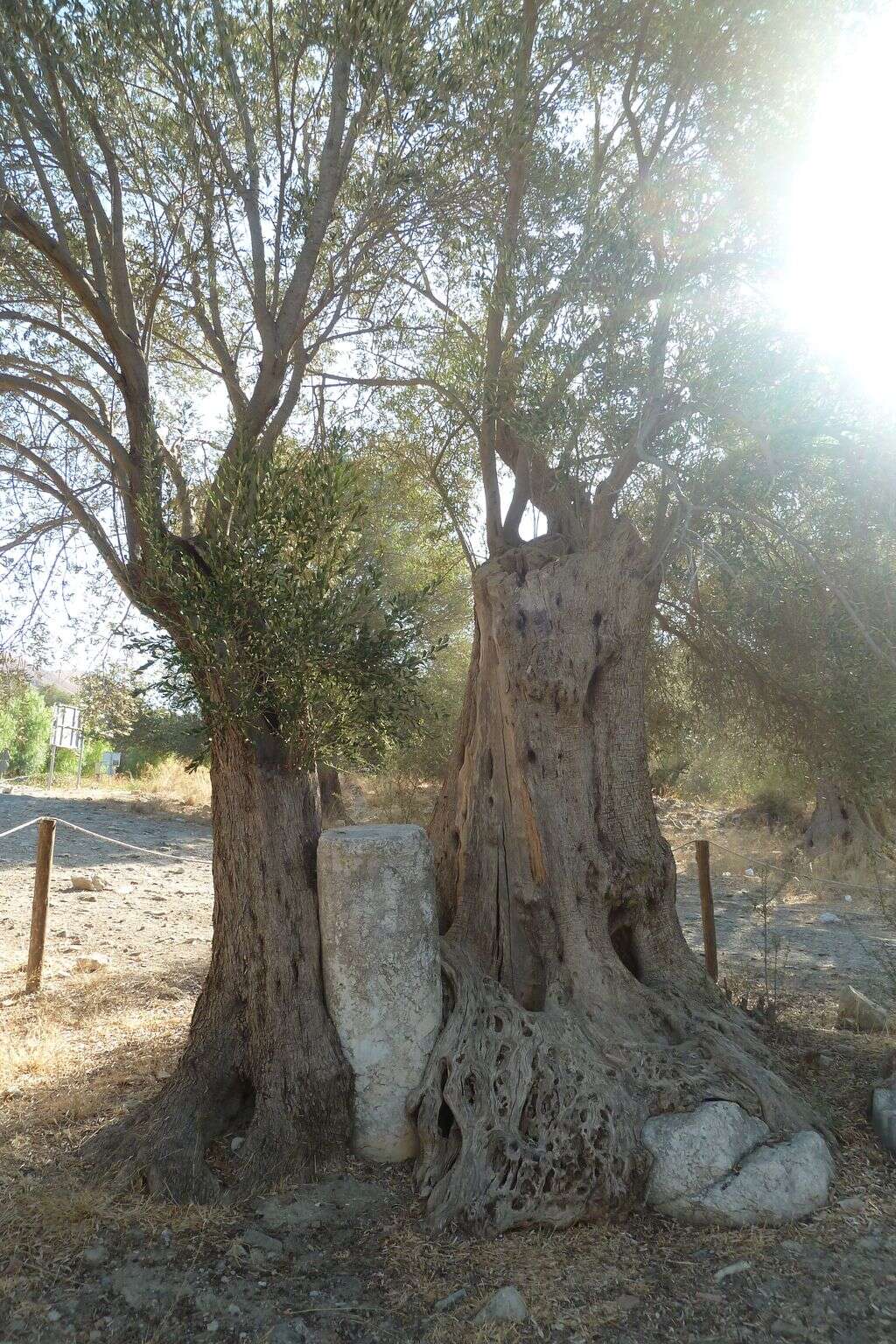 Plancia ëd Olea europaea L.