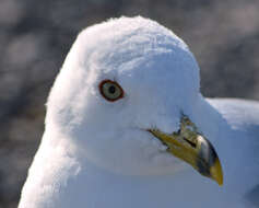 Image of Ring-billed Gull