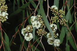 Sivun Eucalyptus elata Dehnh. kuva