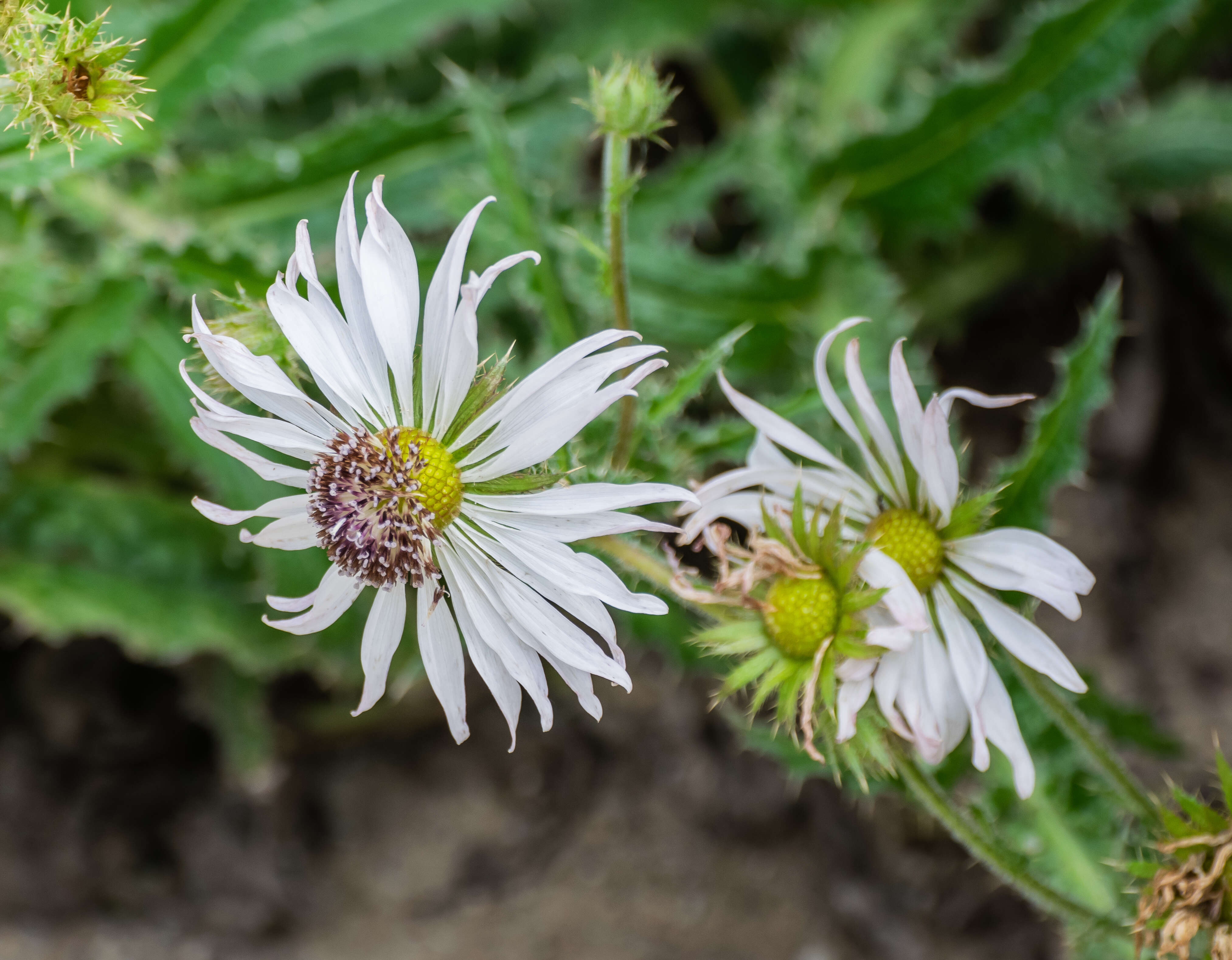 Image of Berkheya purpurea (DC.) Benth. & Hook. fil. ex Mast.