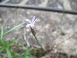 Image of Proliferous Pink