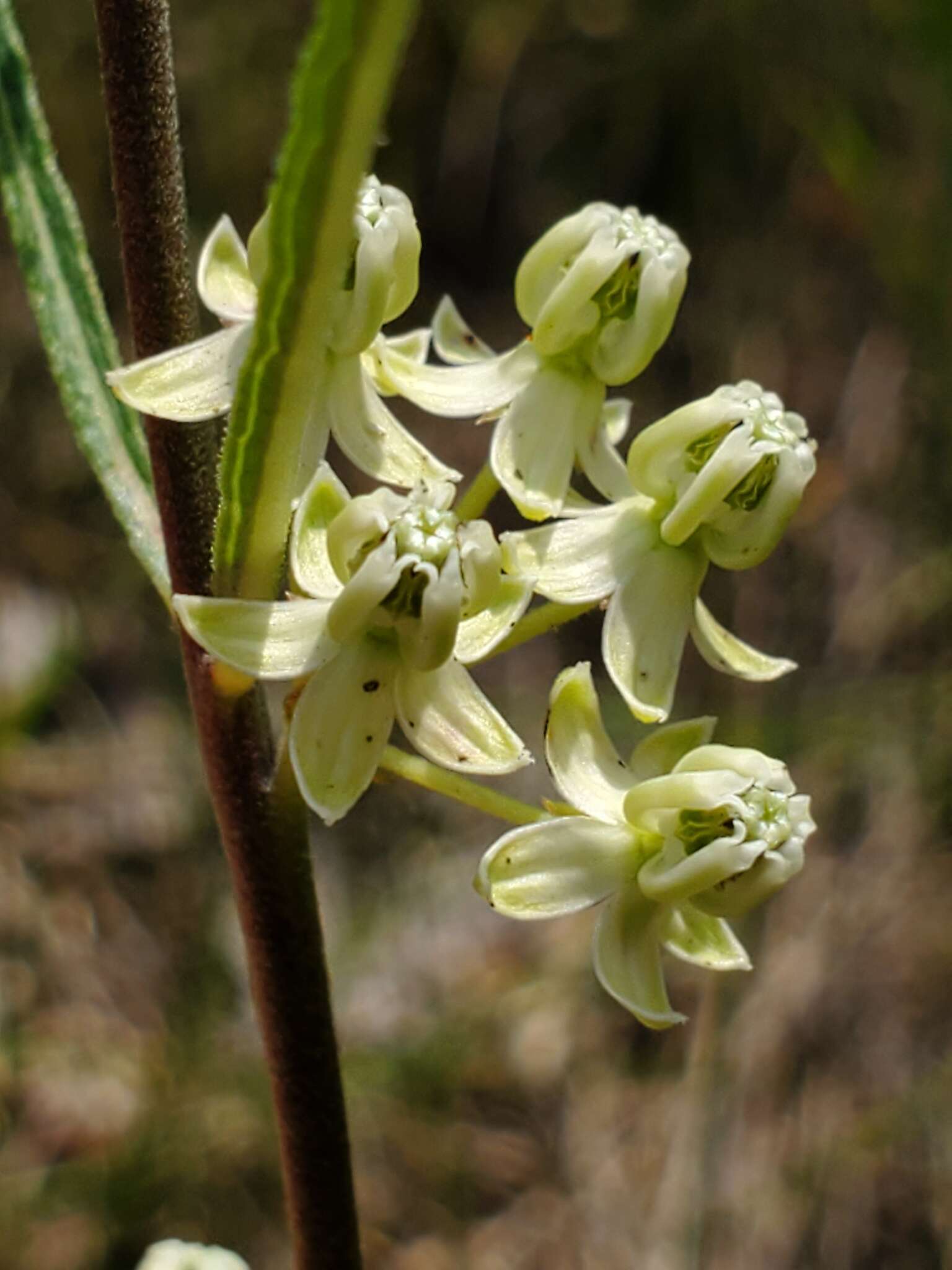 Image of slimleaf milkweed