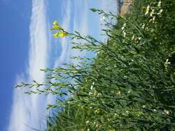 Image of broomleaf toadflax