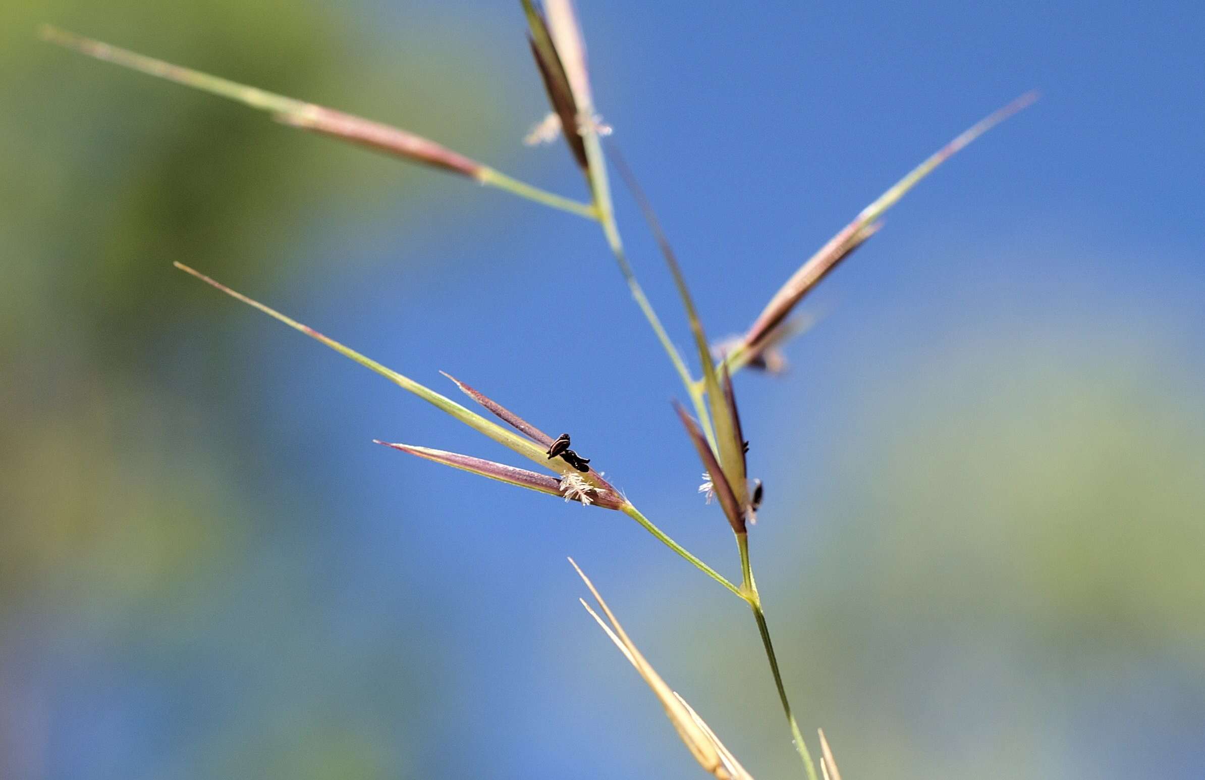 Слика од Aristida vagans Cav.