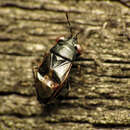 Image of Geocoris uliginosus