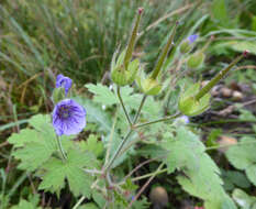 Imagem de Geranium bohemicum L.