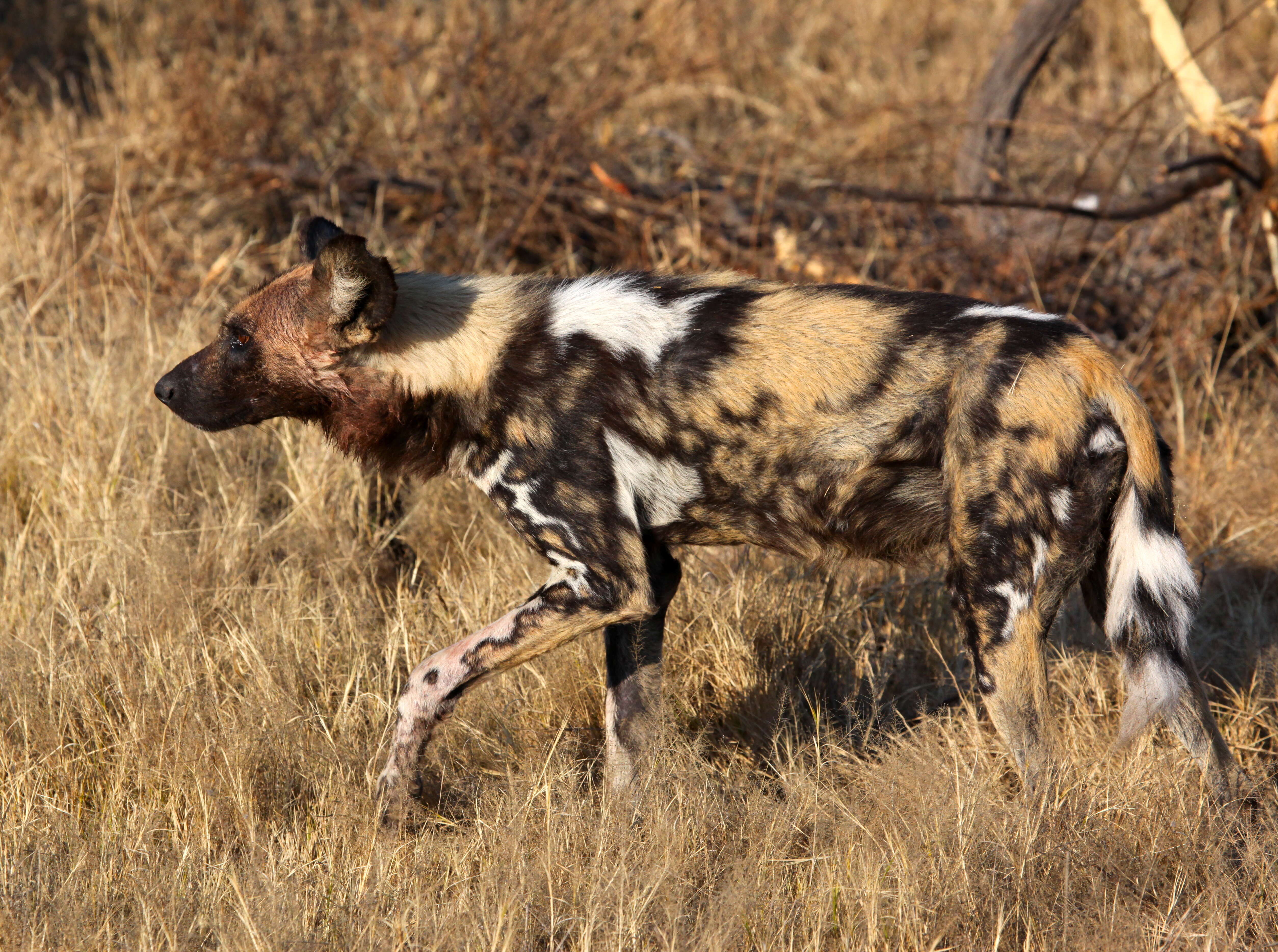 Image of African Wild Dog