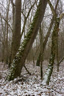 Imagem de Platanus occidentalis L.