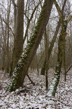 Image of American sycamore