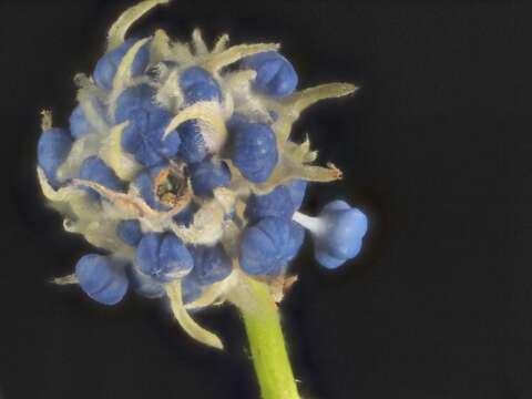 Image of blueblossom