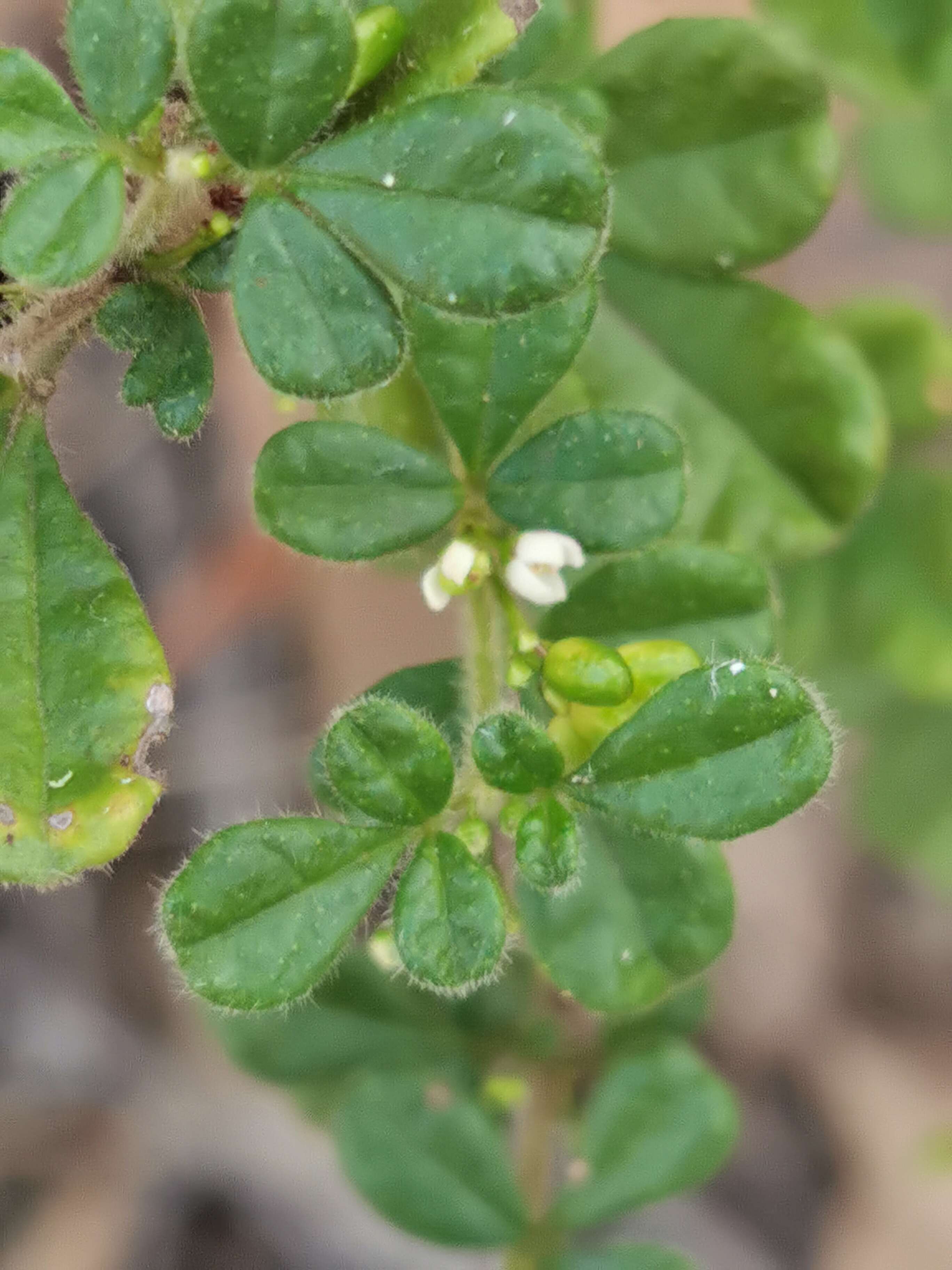 Image of Zieria minutiflora (F. Müll.) Domin