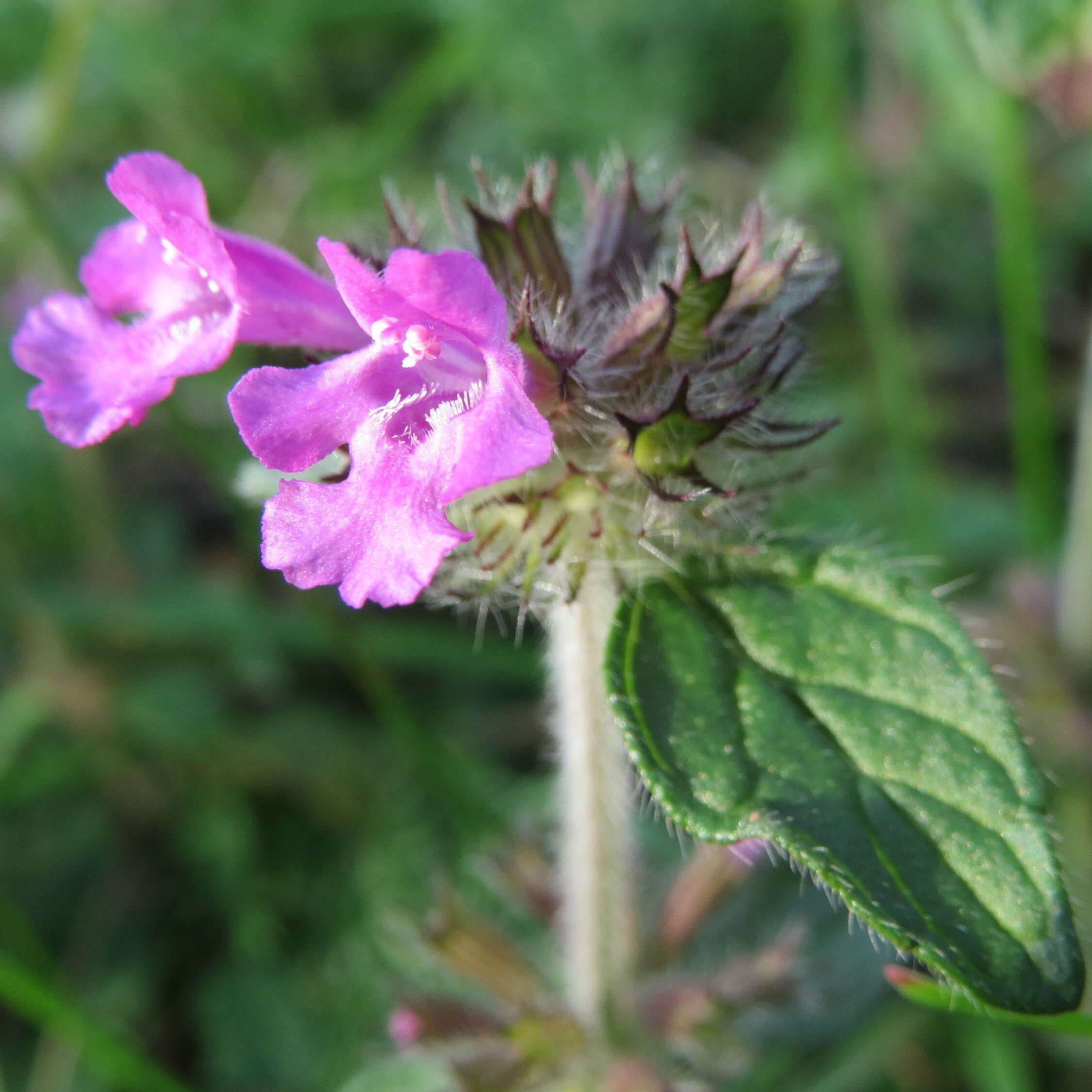 Image of wild basil