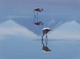 Imagem de Phoenicopterus chilensis Molina 1782