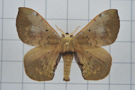 Image of Andraca olivacea Matsumura 1927