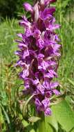 Dactylorhiza incarnata (L.) Soó resmi