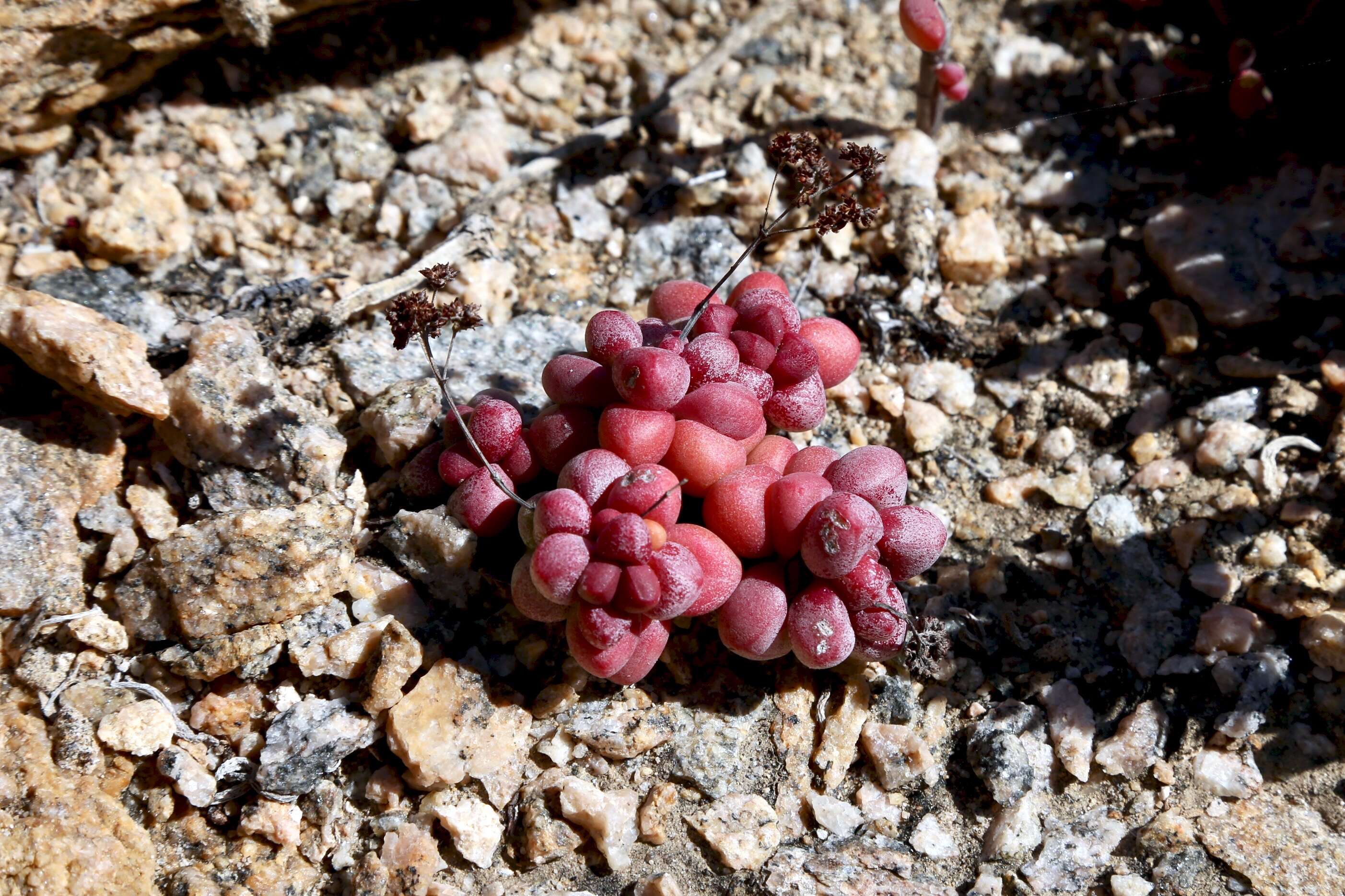 Image of Crassula elegans Schönl. & Baker fil.