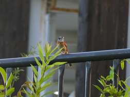 Image of Meadow Bunting