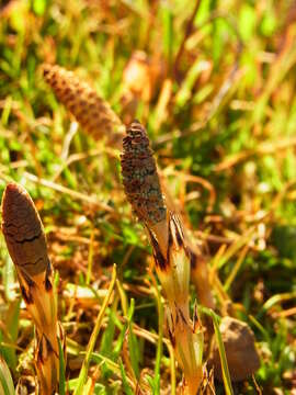 Image of field horsetail