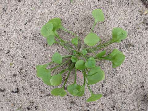 Image of Indian lettuce