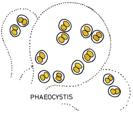 Image of Prymnesiophyceae