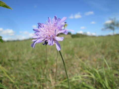 Слика од Knautia arvensis (L.) Coulter