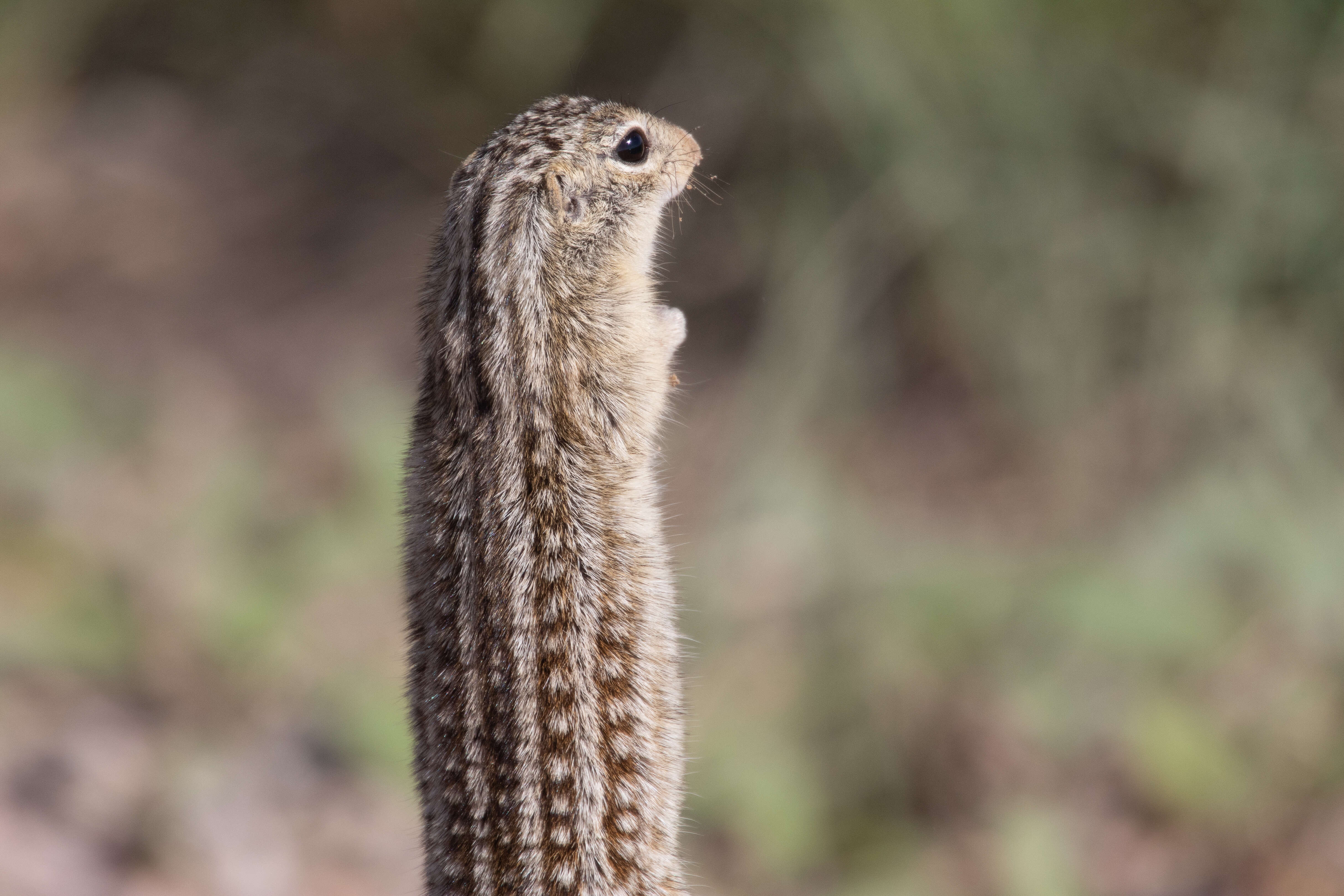 Image of thirteen-lined ground squirrel