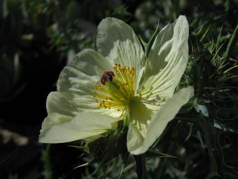 Image of pale Mexican pricklypoppy