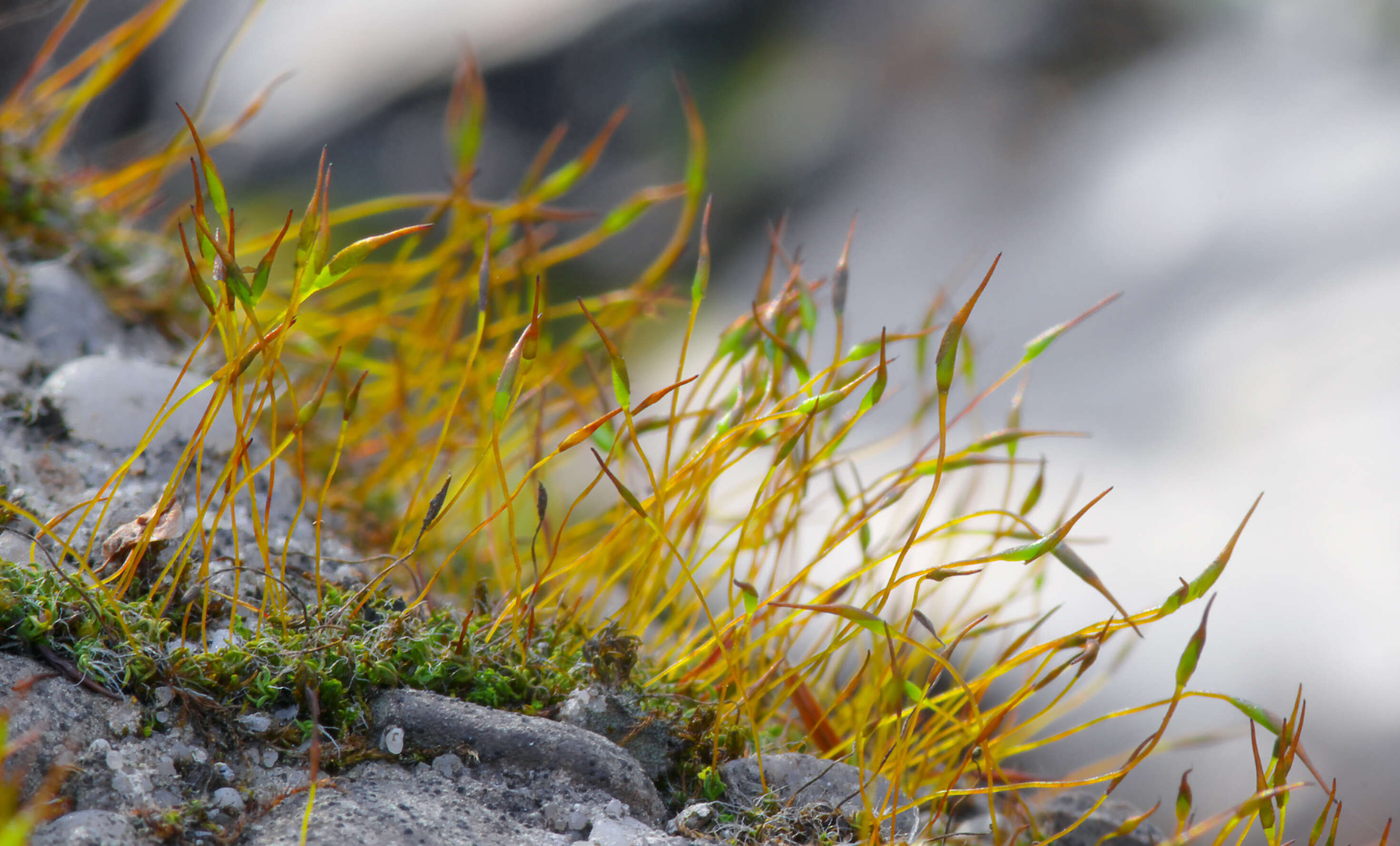 Image of tortula moss