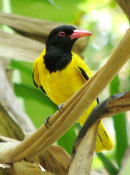 Image of Black-hooded Oriole