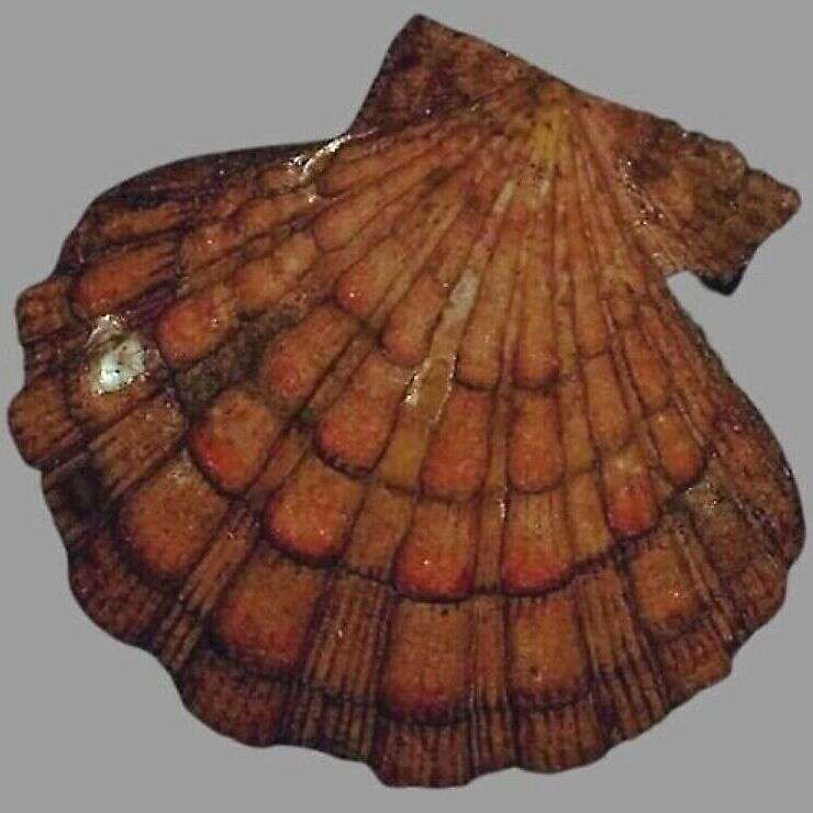 Image of Nodipecten Dall 1898