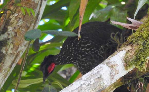 Image of Crested Guan