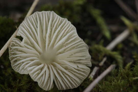 Image of Atheniella flavoalba (Fr.) Redhead, Moncalvo, Vilgalys, Desjardin & B. A. Perry 2012