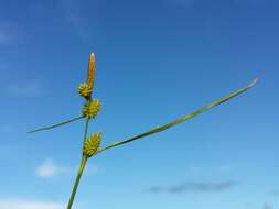 Image of Carex viridula