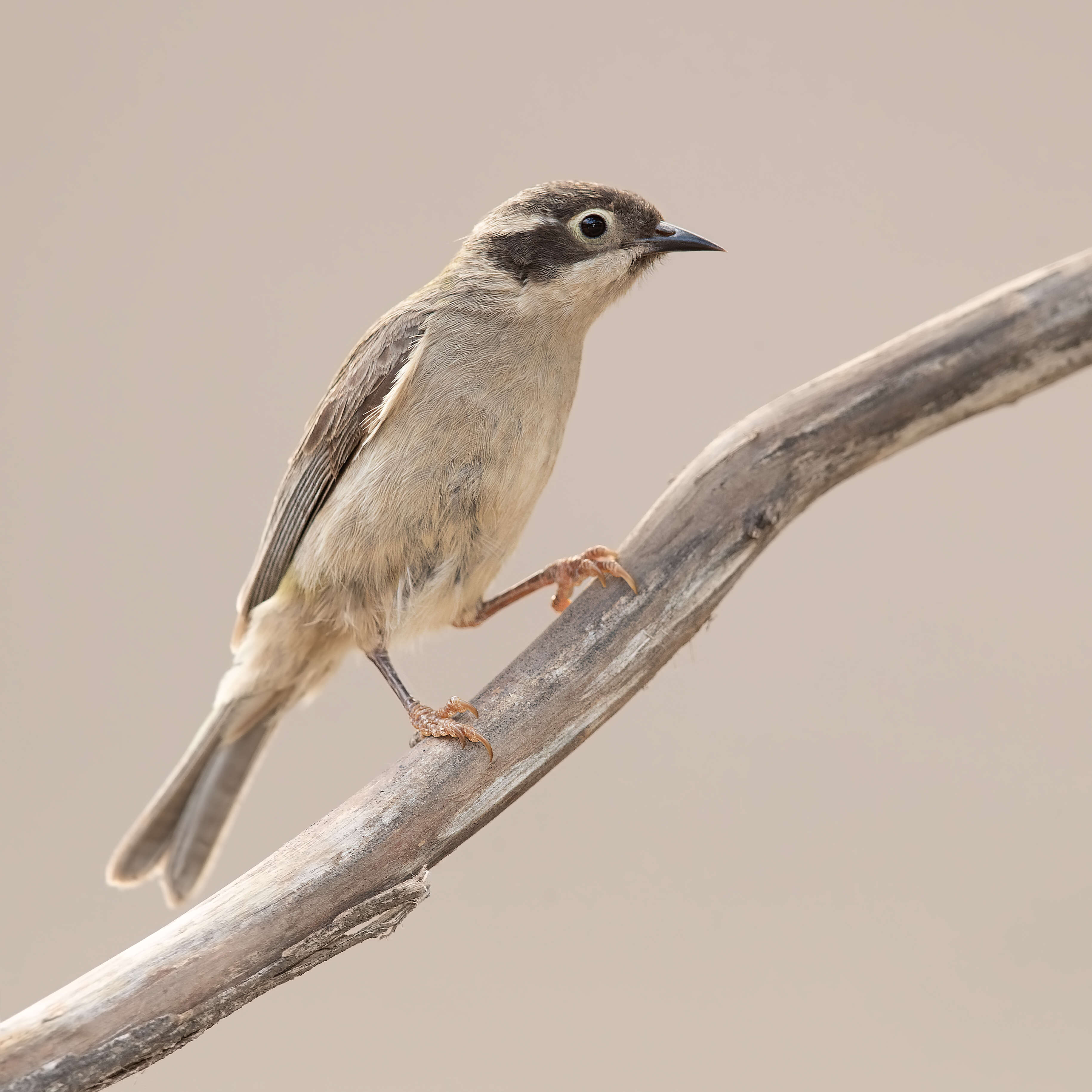 Image of Brown-headed Honeyeater