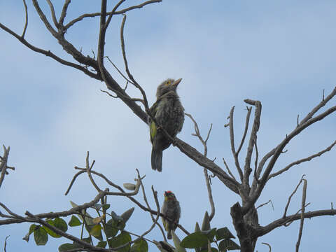 Image of Lineated Barbet