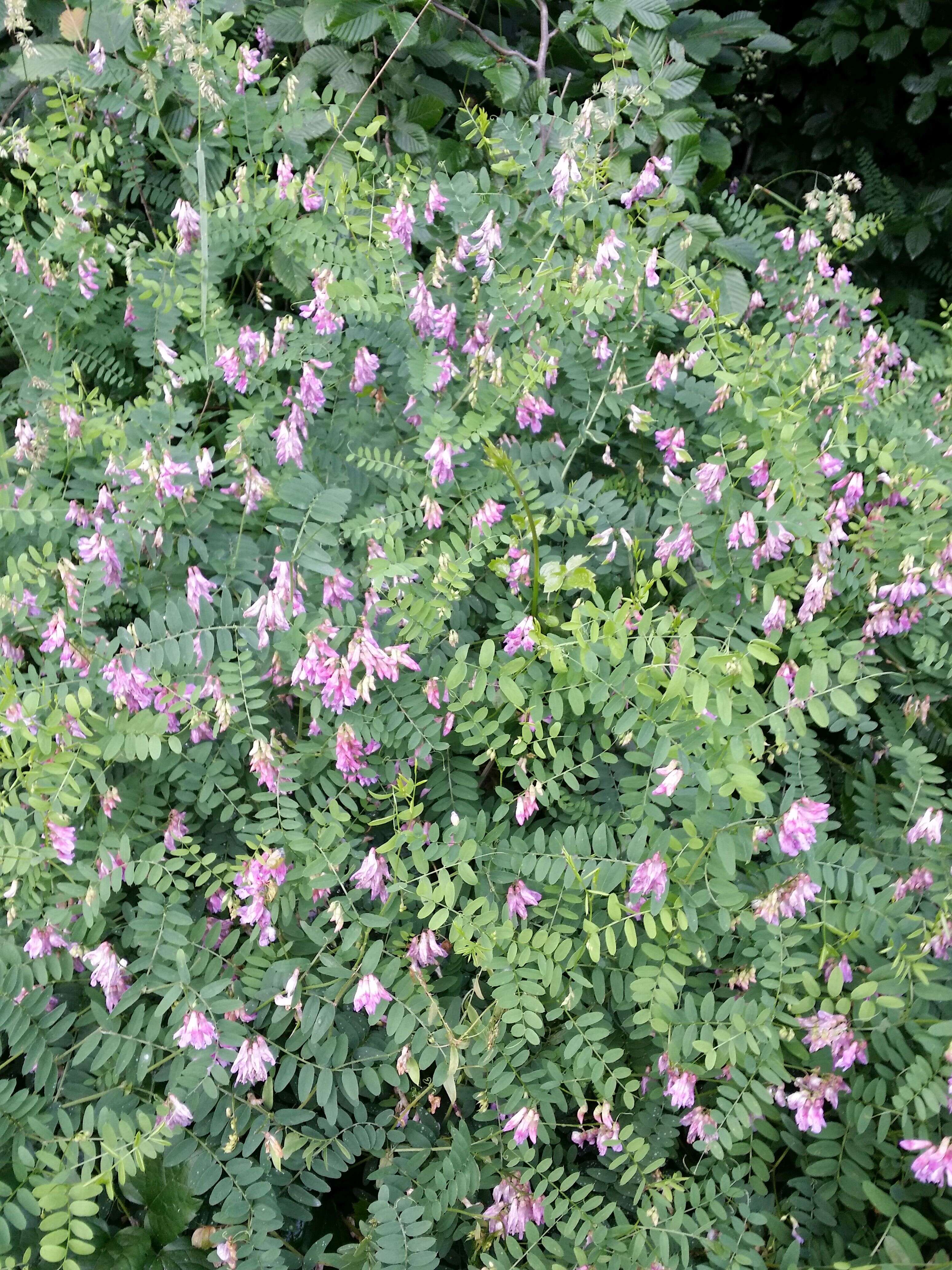 Imagem de Vicia dumetorum L.