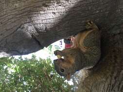 Image of Sciurus subgen. Sciurus Linnaeus 1758