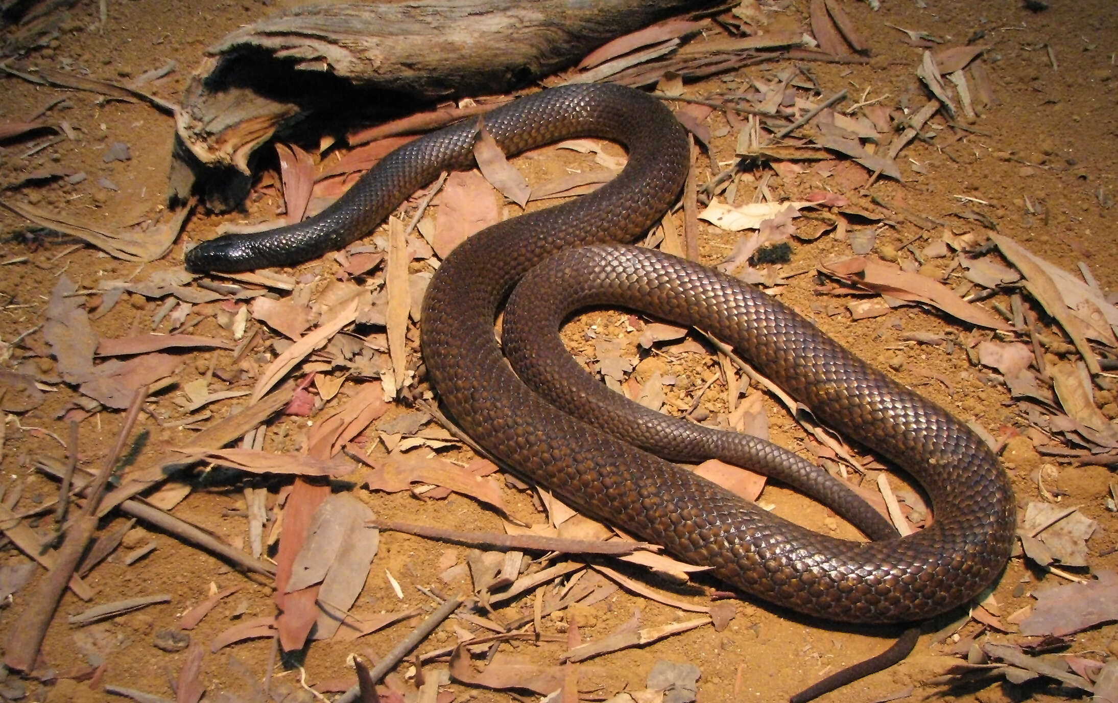 Image of inland taipan