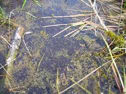 Lithobates sylvaticus (Le Conte 1825) resmi