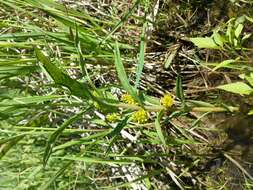 Image of Tufted Loosestrife