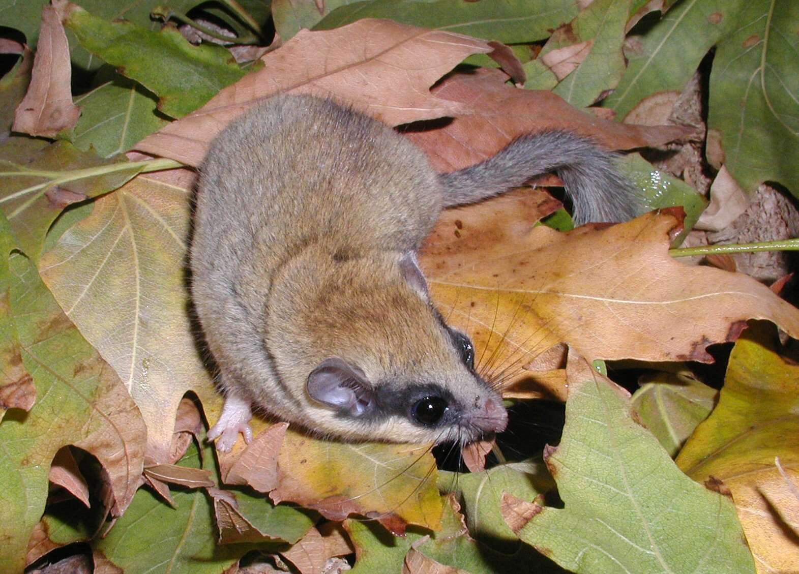 Image of Common Forest Dormouse