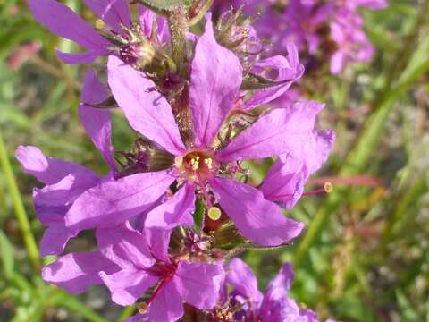 Image of Purple Loosestrife