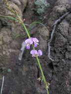 صورة Desmodium rhytidophyllum Benth.