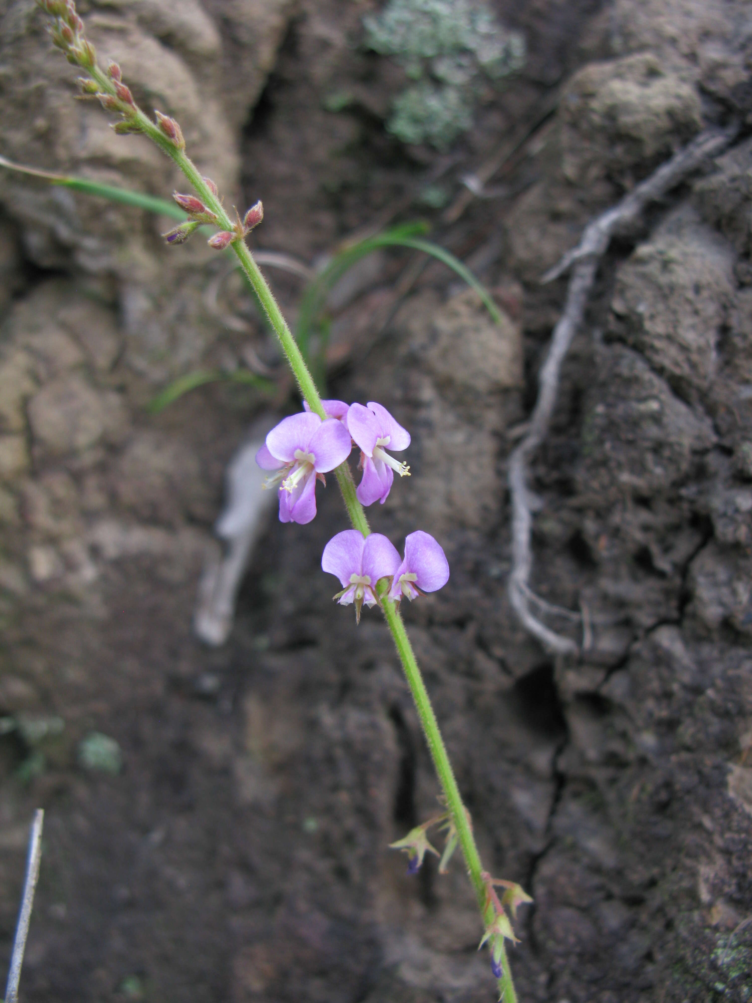 صورة Desmodium rhytidophyllum Benth.