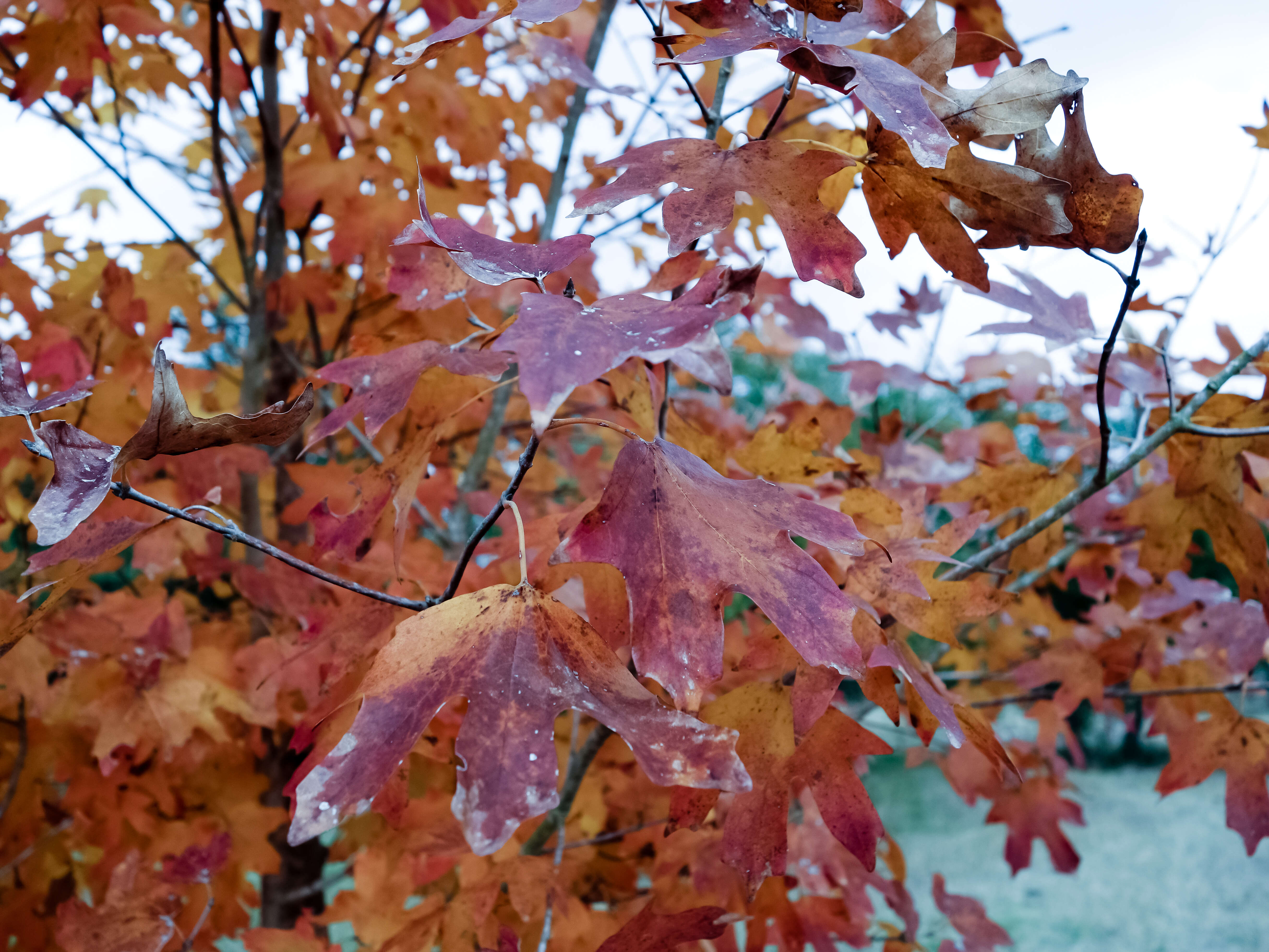 Image of Canyon Maple